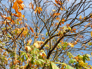 autumn tree branches almost bare with some yellow and green leaves up above