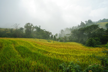 Terraced rice field landscape in harvesting season with low clouds in Y Ty, Bat Xat district, Lao Cai, north Vietnam