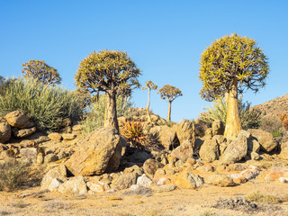 Kokerboom or Quiver Tree