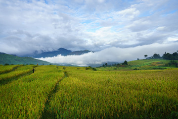 Terraced rice field landscape in harvesting season with low clouds in Y Ty, Bat Xat district, Lao Cai, north Vietnam