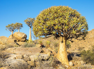 Kokerboom or Quiver Tree