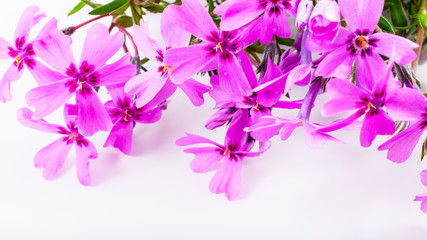close-up of Phlox on white background with copy space. macro spring and summer border template floral. greeting and holiday card.