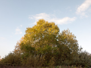 beautiful big tree in front with gold leaves in autumn