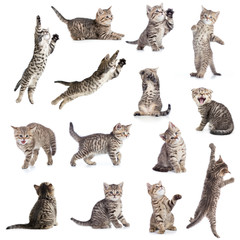 Cats or kittens isolated collection