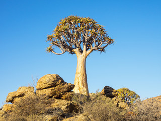 Kokerboom or Quiver Tree