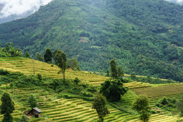 Fototapeta premium Terraced rice field landscape in harvesting season in Y Ty, Bat Xat district, Lao Cai, north Vietnam