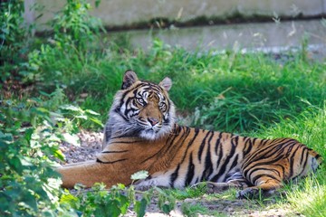 Sumatran Tiger Resting