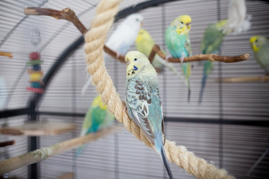 Fototapeta Wellensittich im Käfig