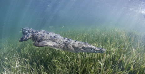 Cuban crocodile swimming along the sea grass in the mangrove areas of Gardens Of the Queens Marine...