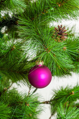 Fototapeta na wymiar Christmas ball hanging on pine branches. christmas tree decoration