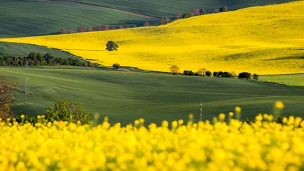 Fototapete Landschaften Rapsfeld, blühende Rapsblüten hautnah. Vergewaltigung auf dem Feld im Sommer. Strahlend gelbes Rapsöl. Blühender Raps