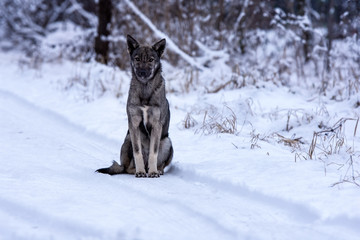 Homeless dog, winter in snow