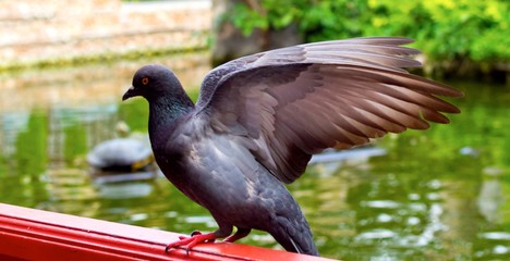 City pigeon spread its wings. Scene in the park