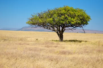 Foto op Canvas Afrikaans savannegraslandlandschap, acaciaboom in savanne in Afrika © Iuliia Sokolovska