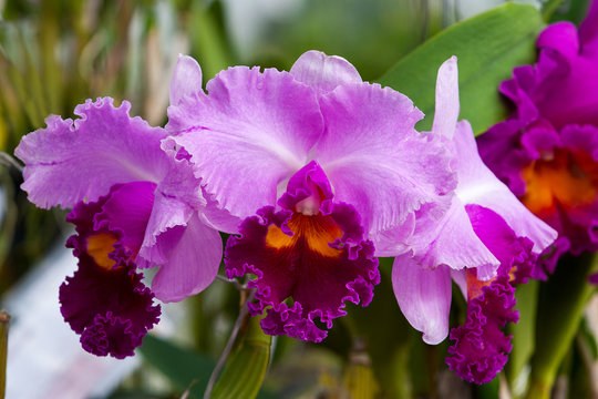 Close up of Violet or Pink cattleya orchid flower blossom in garden. Beautiful Cattleya John Lindley orchid in nature.