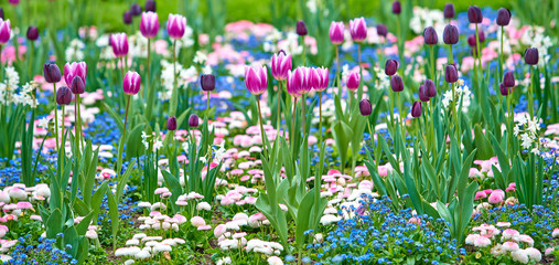 Fototapeta premium Beautiful flowers background. Floral background