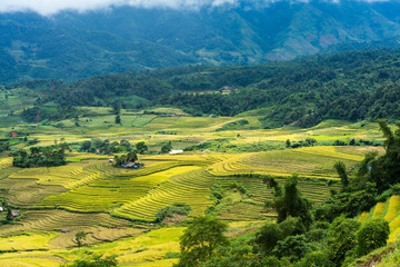 Obraz premium Terraced rice field landscape in harvesting season in Y Ty, Bat Xat district, Lao Cai, north Vietnam