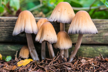 Mica cap mushroom fungus growing out of a wooden garden border. Scientific name of Coprinus micaceus.