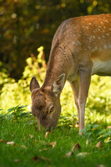 Ein Reh auf einer Wiese