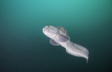 Wolf fish, Eyjafjordur, northern Iceland.