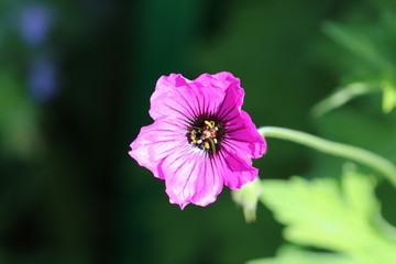 Pinke Blume