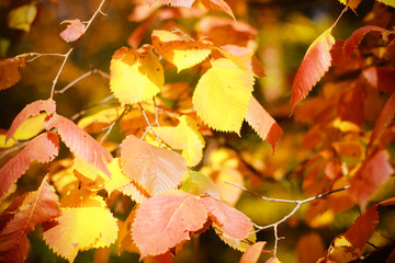 Leaves on the branches in the autumn forest.