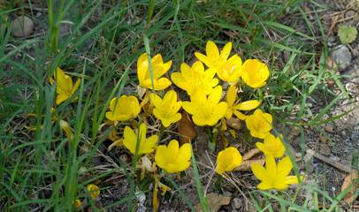 Crocus jaune