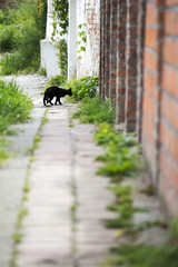 Black cat playing outdoors