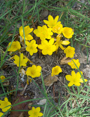 Crocus jaune