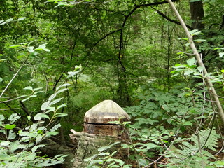 Baumstumpf