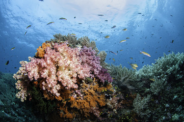 Fototapeta na wymiar Tropical reef scene, Raja Ampat, Indonesia.