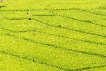 Top Scenic view of green rice filed at north thailand