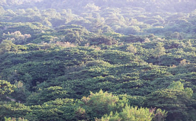 Top Scenic view of forest range at northeast thailand