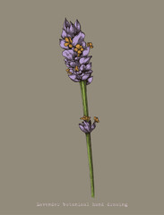 Lavender botanical hand drawing antique style