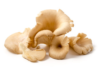 Austernpilze