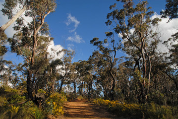 Eucalyptus trees in the Blue Mountains National Park, Australia