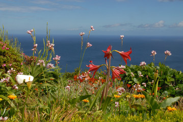 Flowers at the coast of Sao Miguel, Azores, Portugal