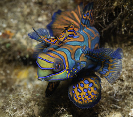 Male Mandarin fish, Raja Ampat, Indonesia.