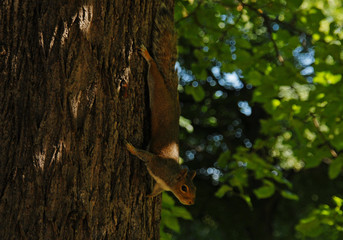 Squirrel hangs downwards in the trees of Hyde Park, London
