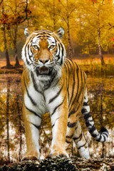 Fototapeta na wymiar Tiger in autumn forest. Tiger portrait