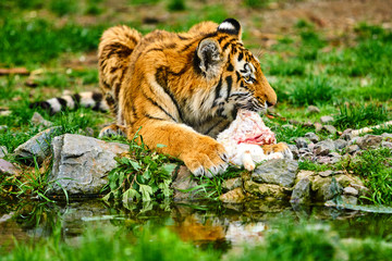 Tiger Eating. Siberian Tiger
