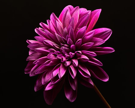 Single Purple Dahlia Bloom 0917