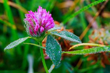 Fresh green grass with dew drops closeup.