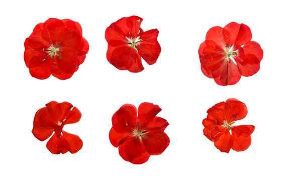 Red Flowers Images – Browse 6,764,215 Stock Photos, Vectors, and Video