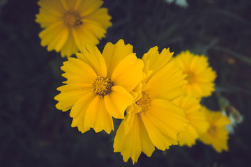 Yellow flowers on dark background