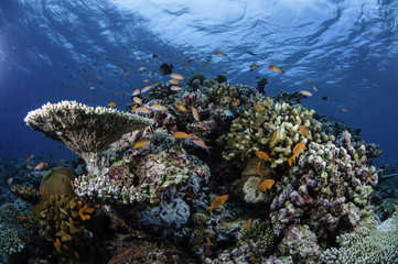 Fototapeta na wymiar Tropical seascape, South Male Atoll, Maldives.