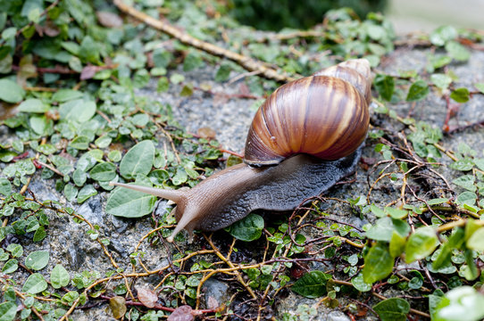 アフリカマイマイ