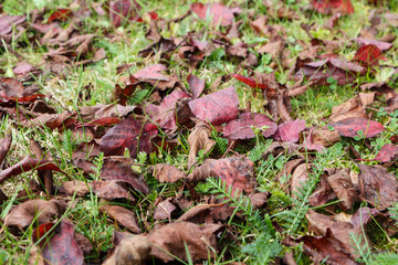 Feuilles mortes sur pelouse