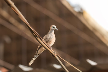 Brown dove perched on the cable against a brown roof background.