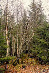 Obraz premium beauty morning's fog over the mystic forest